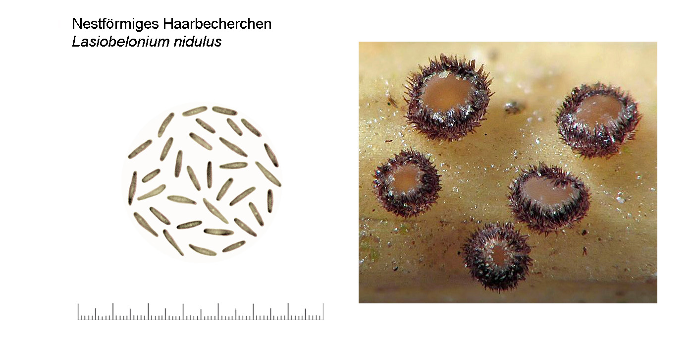 Trichopezizelle nidulus, Nestfrmiges Haarbecherchen