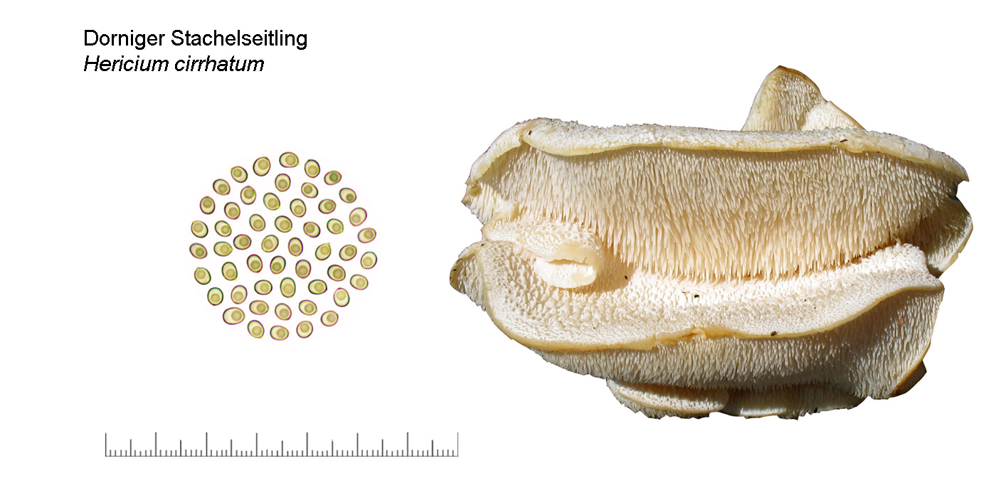 Hericium cirrhatum, Dorniger Stachelseitling