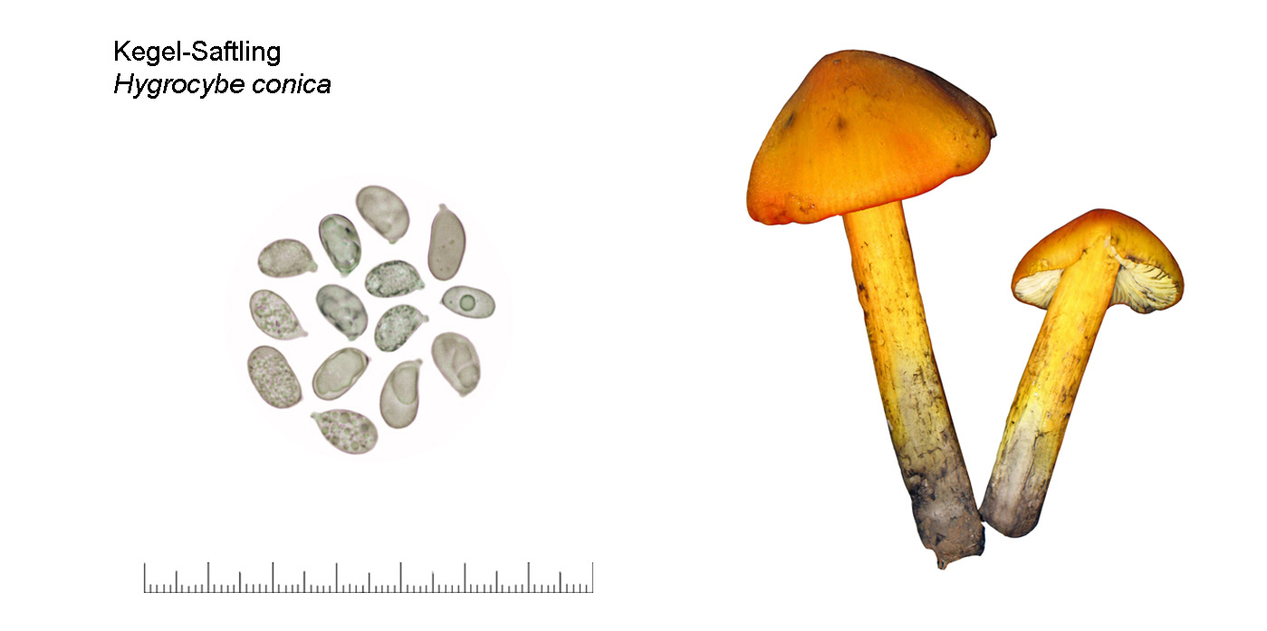 Hygrocybe conica, Kegel-Saftling