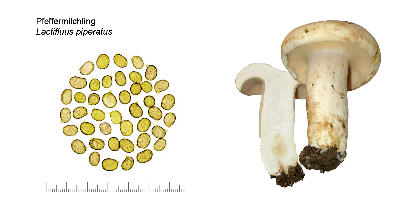 Lactifluus piperatus, Pfeffer Milchling