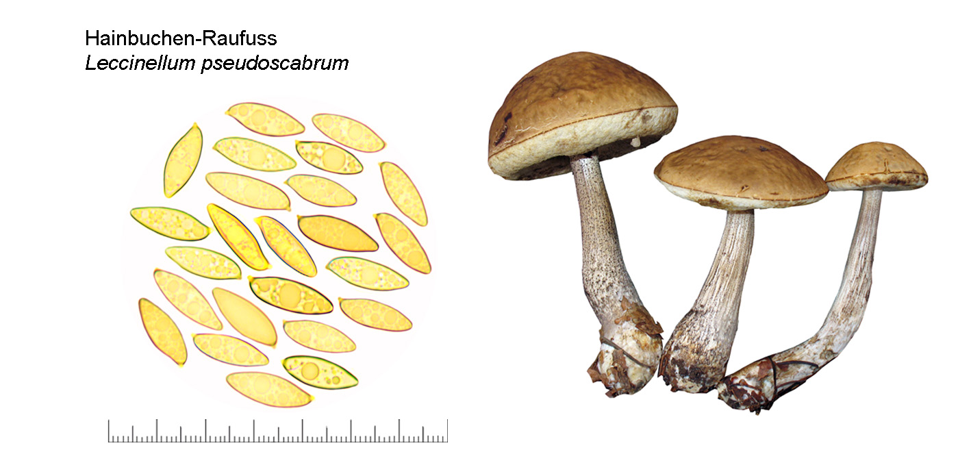 Leccinellum pseudoscabrum, Hainbuchen-Raufuss