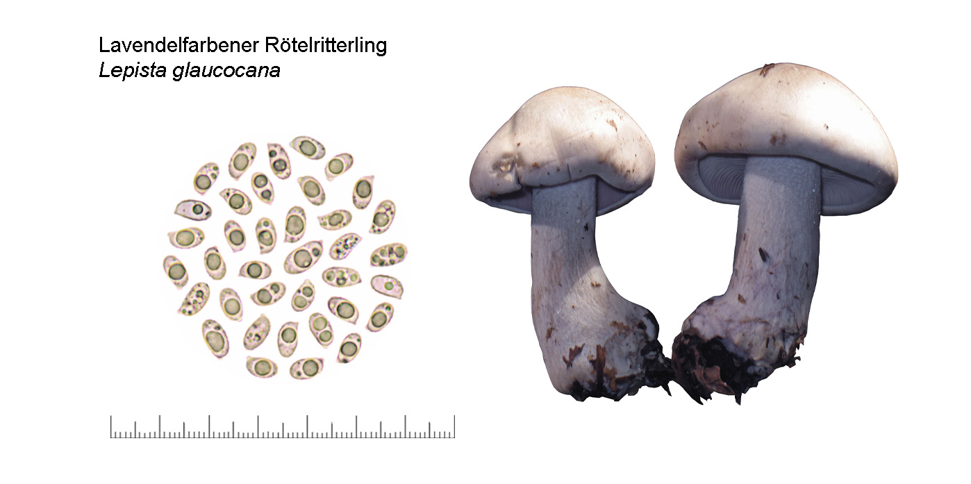 Lepista glaucocana, Lavendelfarbener Rtelritterling