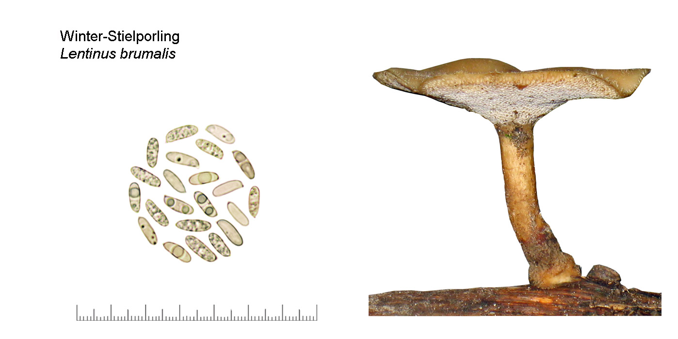 Lentinus brumalis, Winter-Stielporling