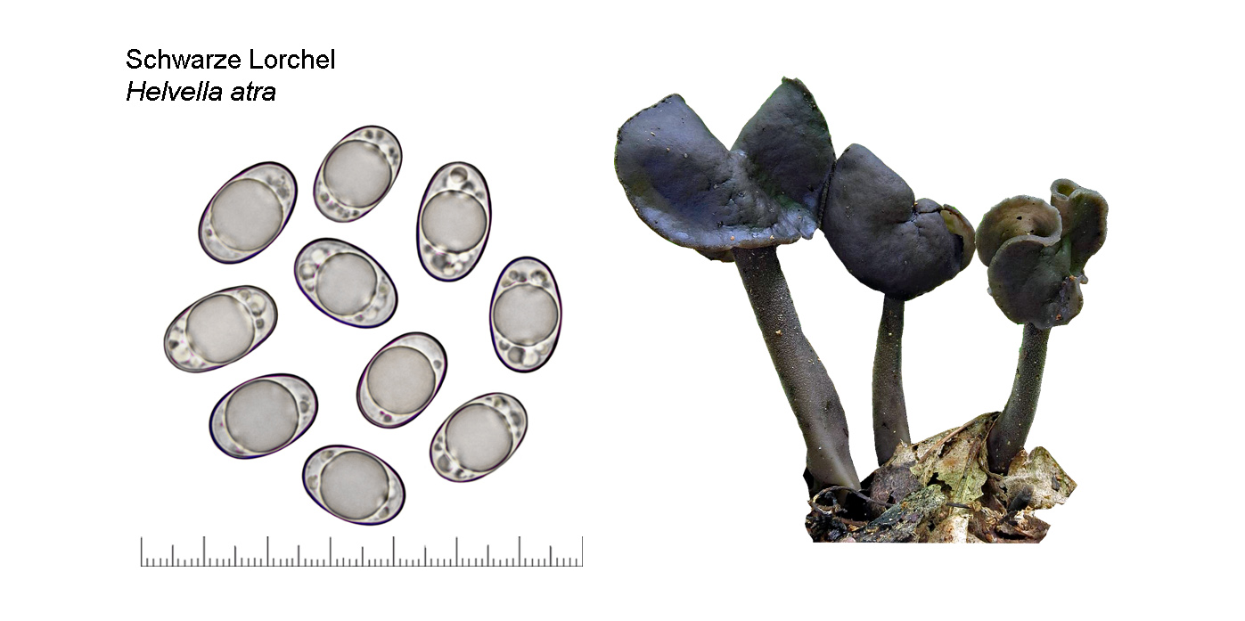 Helvella atra, Schwarze Lorchel