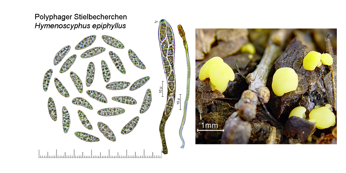 Hymenoscyphus epiphyllus, Polyphager Stielbecherchen