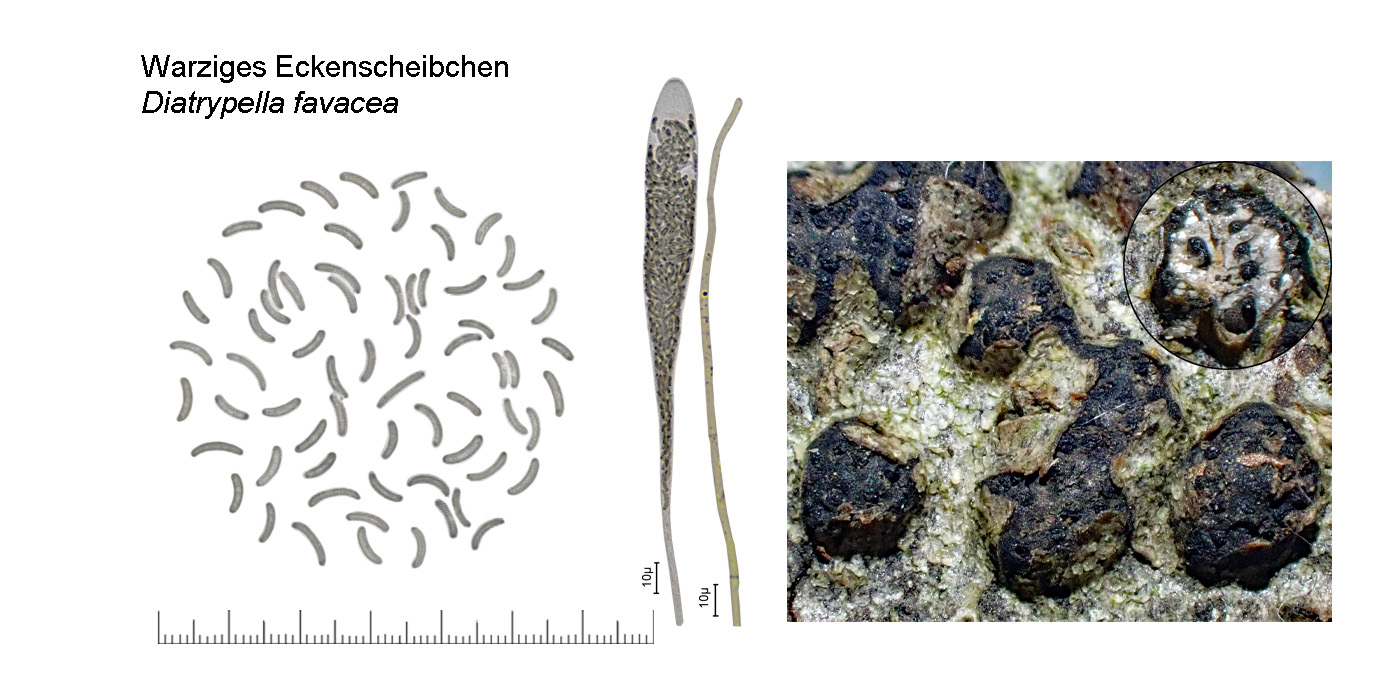 Diatrypella favacea, Warziges Eckenscheibchen