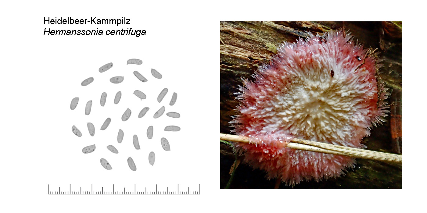 Hermanssonia centrifuga, Heidelbeer-Kammpilz