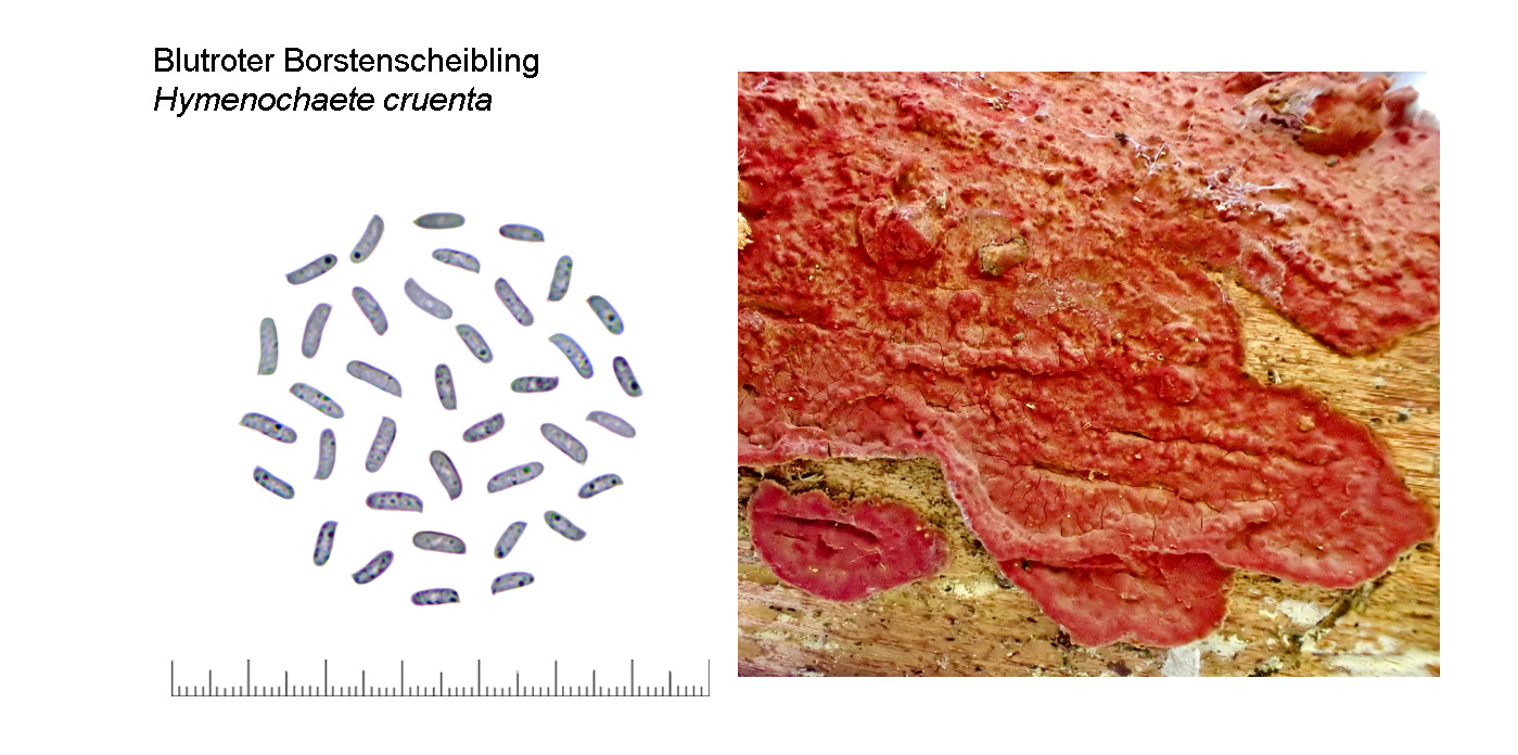 Hymenochaete cruenta, Blutroter Borstenscheibling