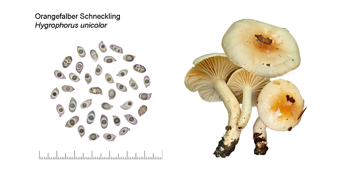 Hygrophorus unicolor, Orangefalber Schneckling