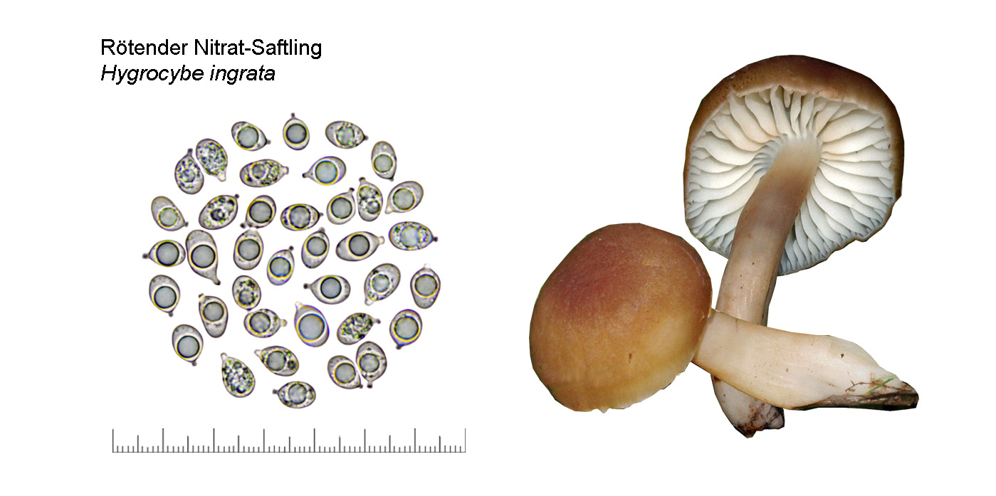 Hygrocybe ingrata, Rtender Nitrat-Saftling