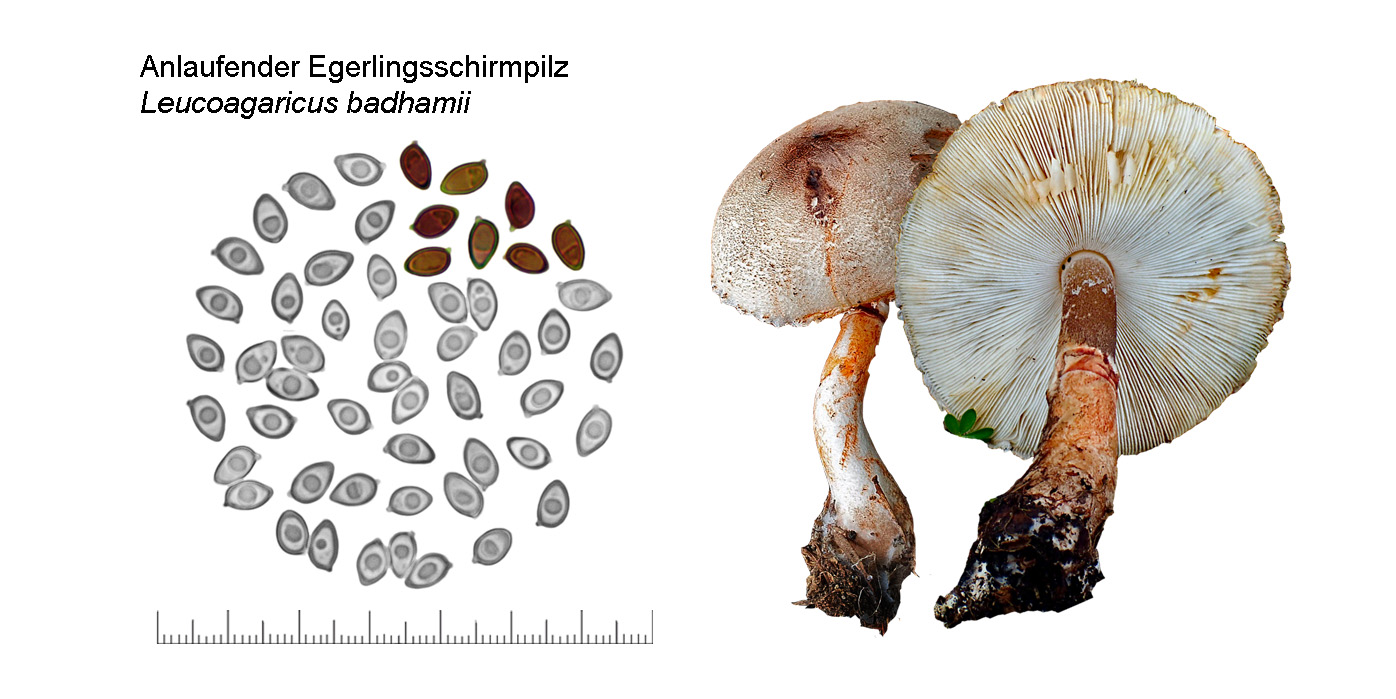 Leucoagaricus badhamii, Anlaufender Egerlingsschirmpilz