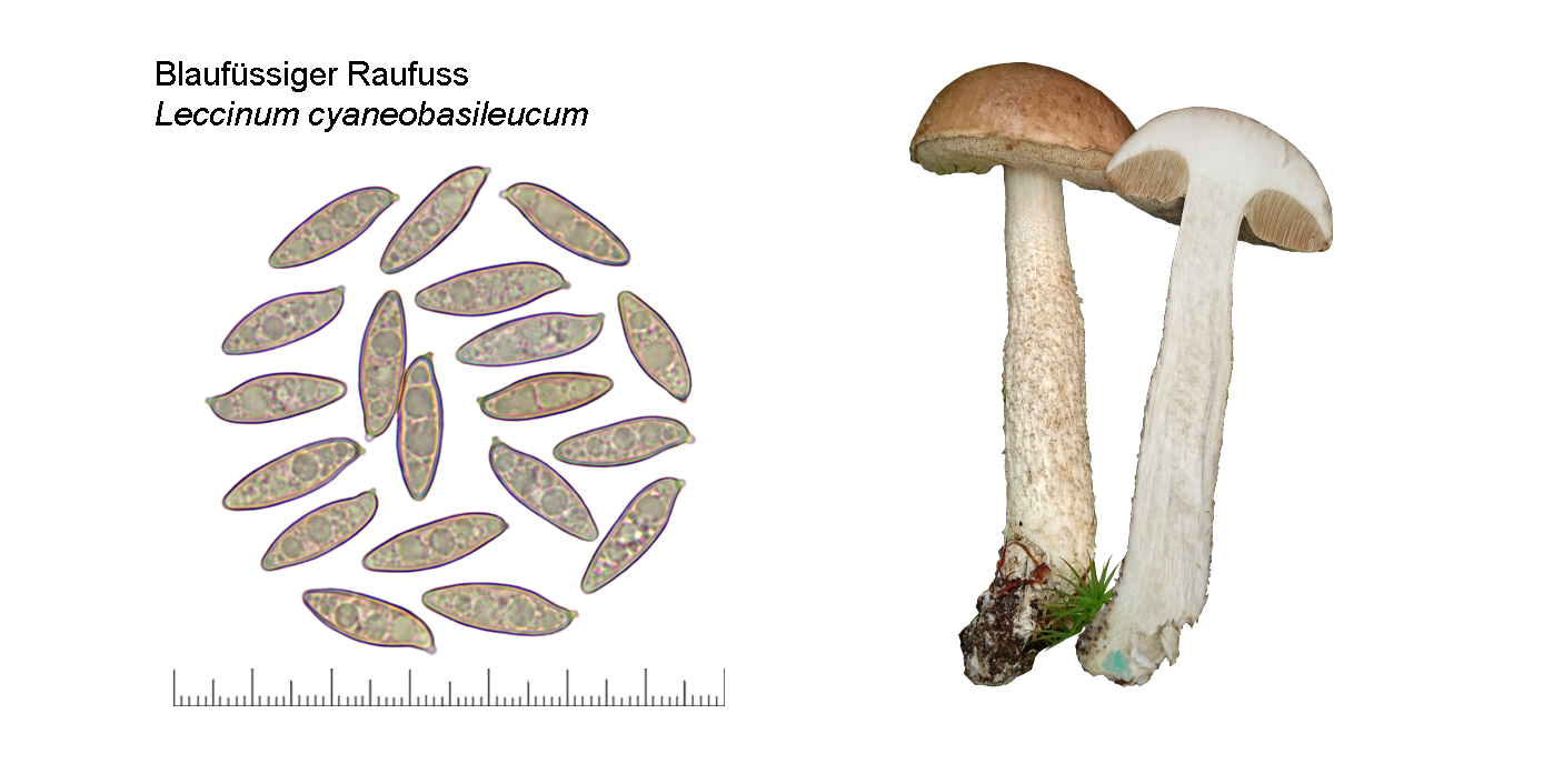 Leccinum cyaneobasileucum, Blaufssiger Raufuss