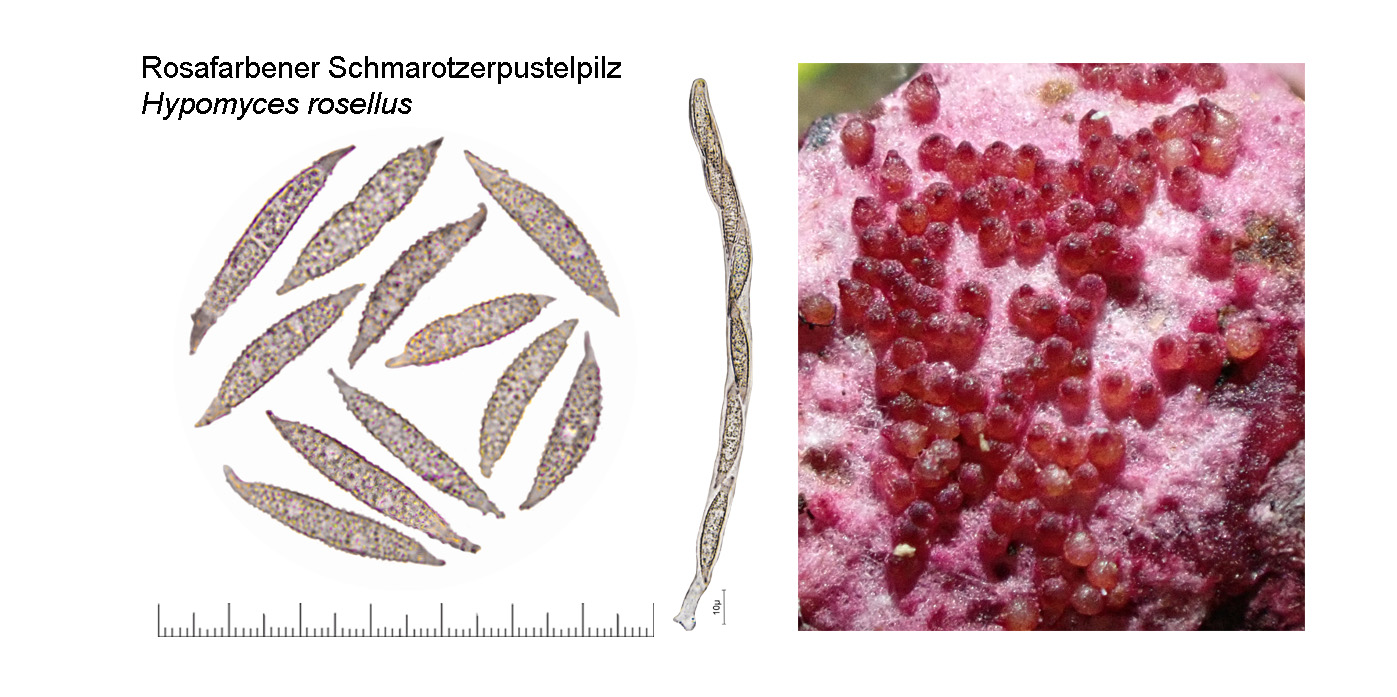 Hypomyces rosellus, Rosafarbener Schmarotzerpustelpilz