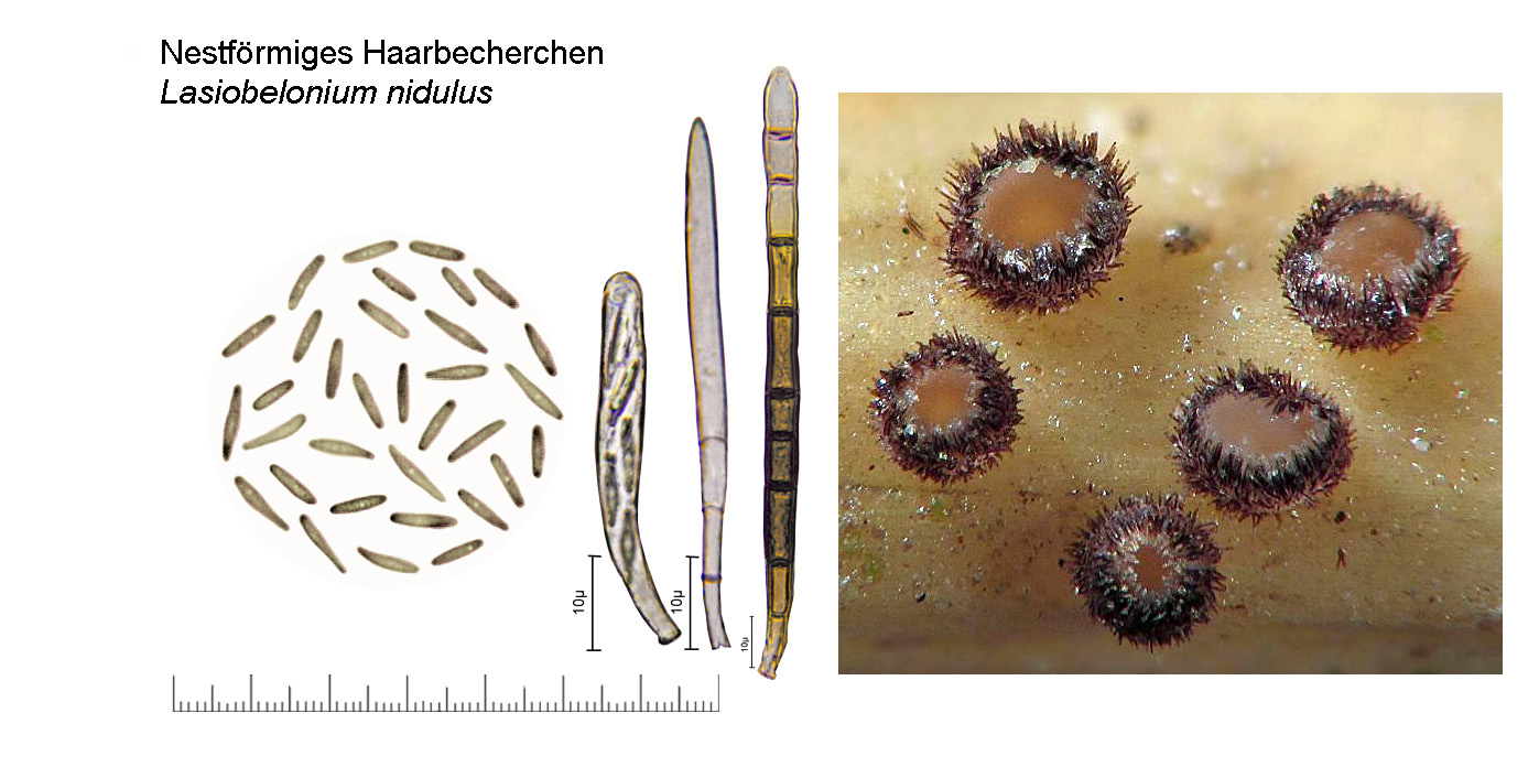 Lasiobelonium nidulus, Nestfrmiges Haarbecherchen