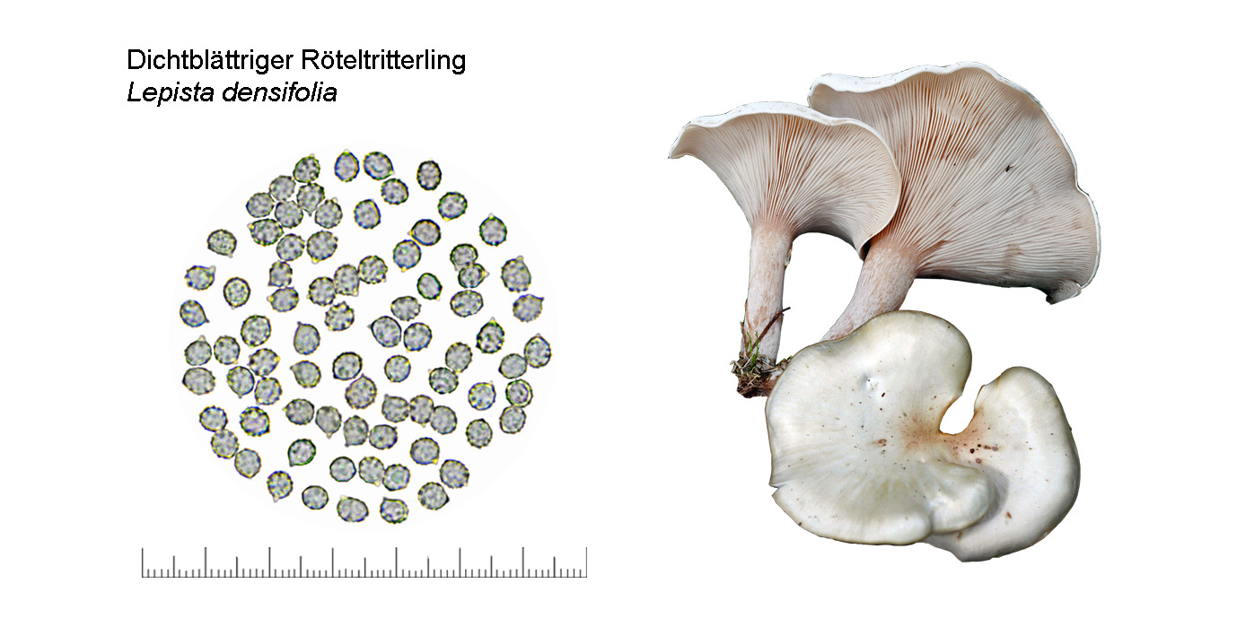 Lepista densifolia, Dichtblttriger Rteltritterling