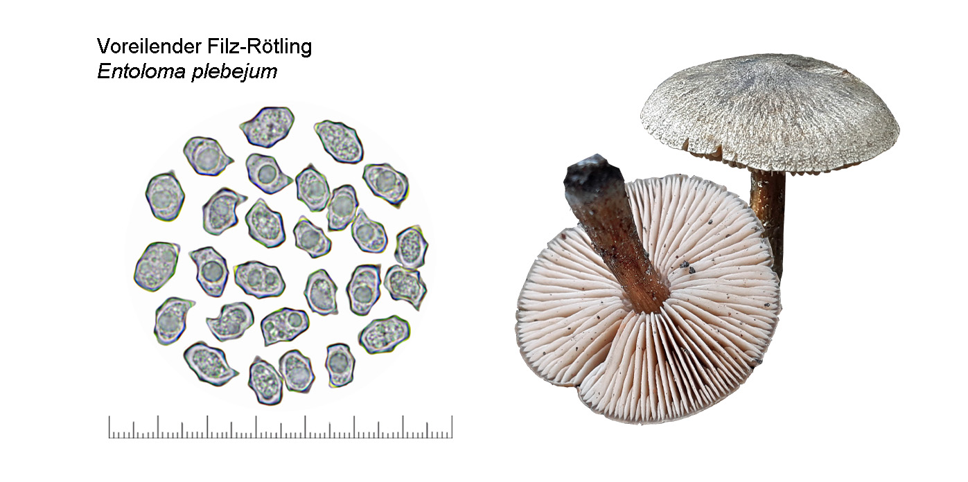 Entoloma plebejum, Voreilender Rtling