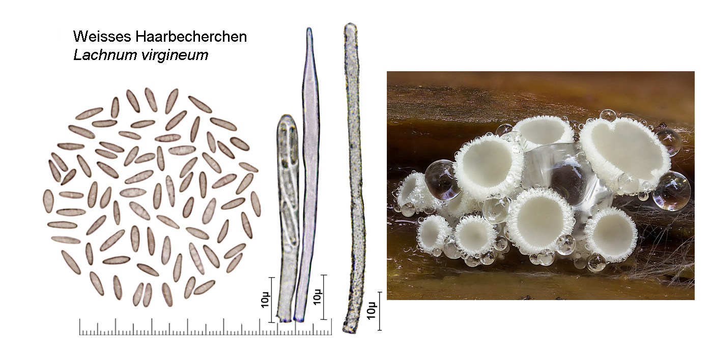 Lachnum virgineum, Schneeweisses Haarbecherchen