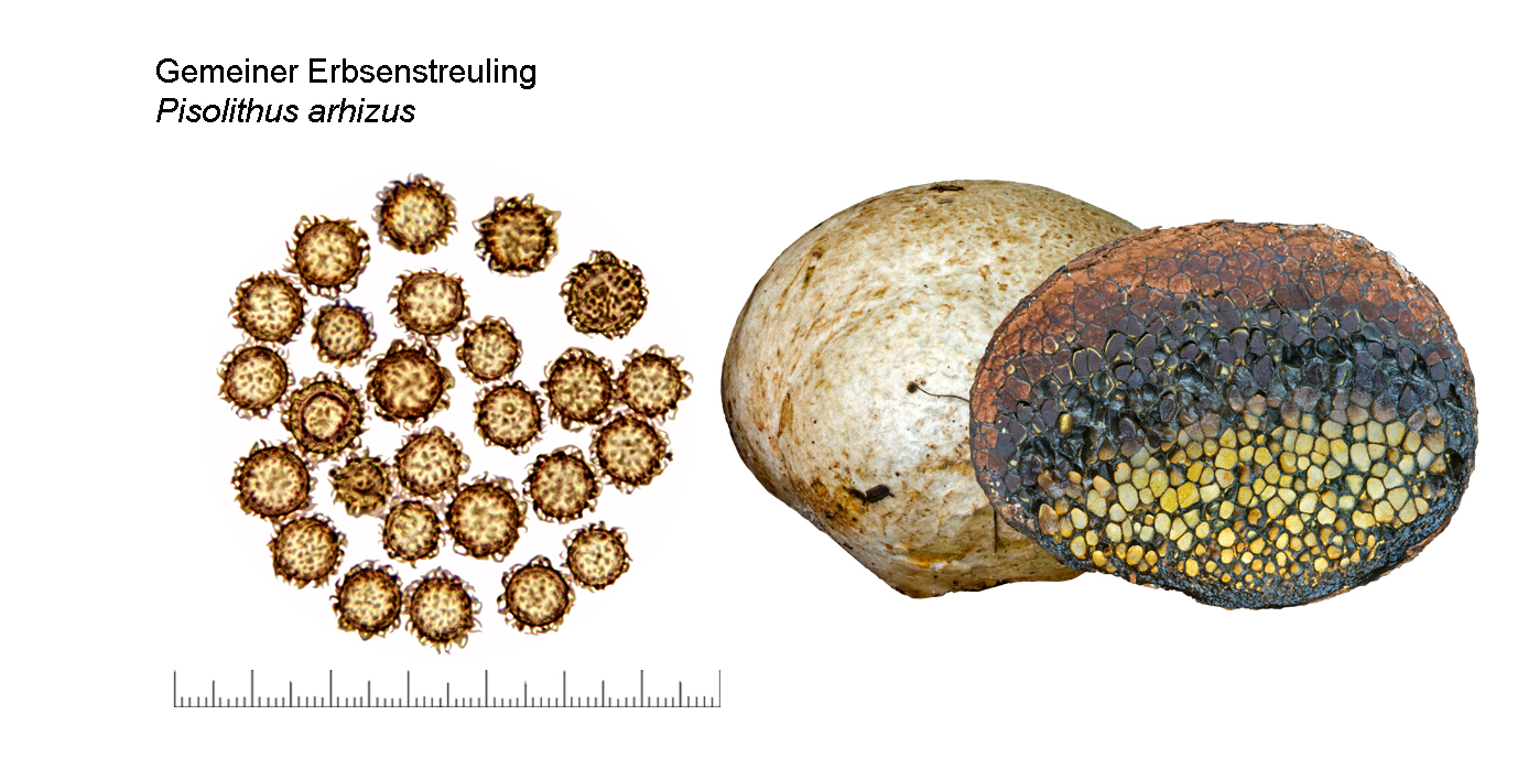 Pisolithus arhizus, Gemeiner Erbsenstreuling