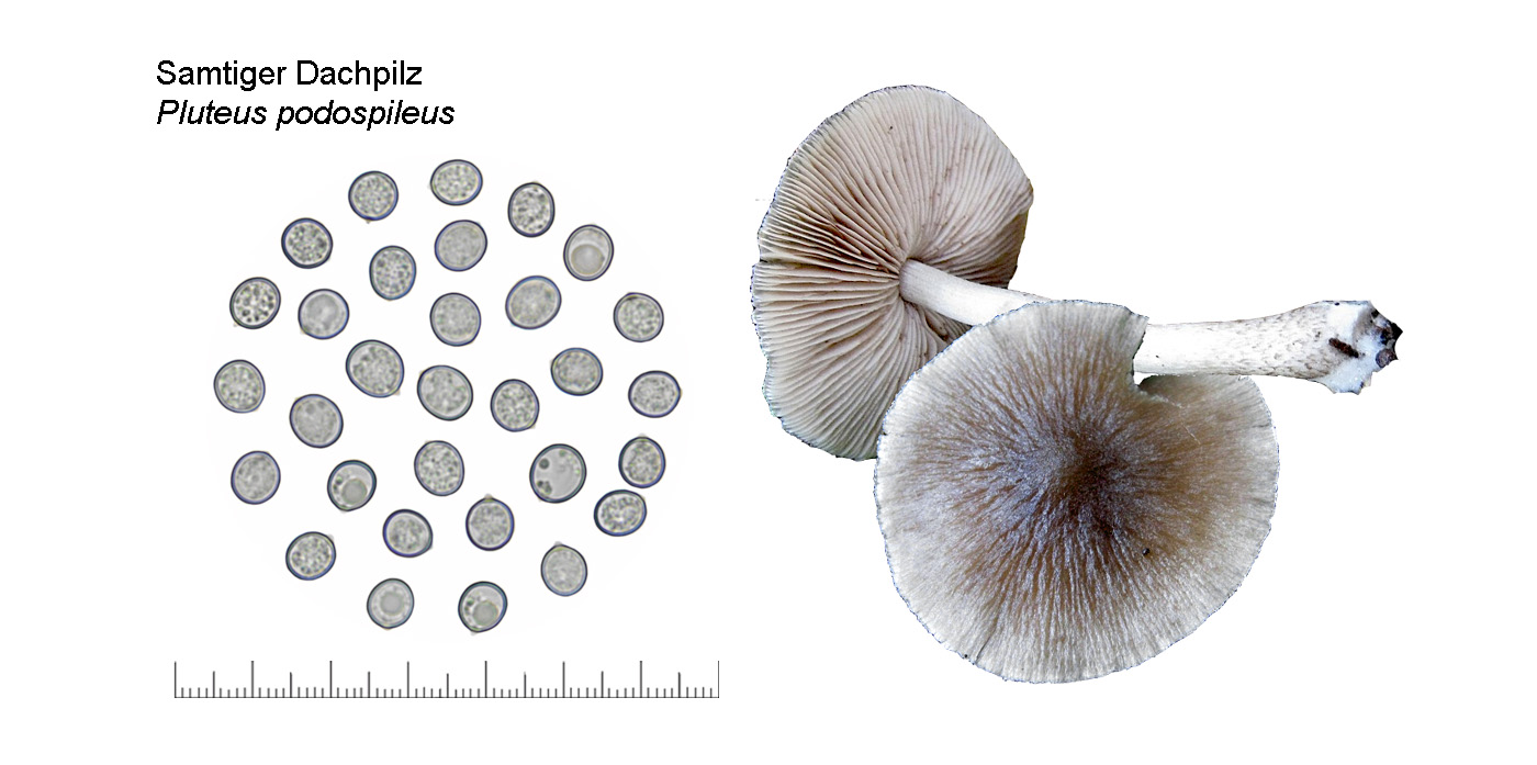 Pluteus podospileus, Samtiger Dachpilz