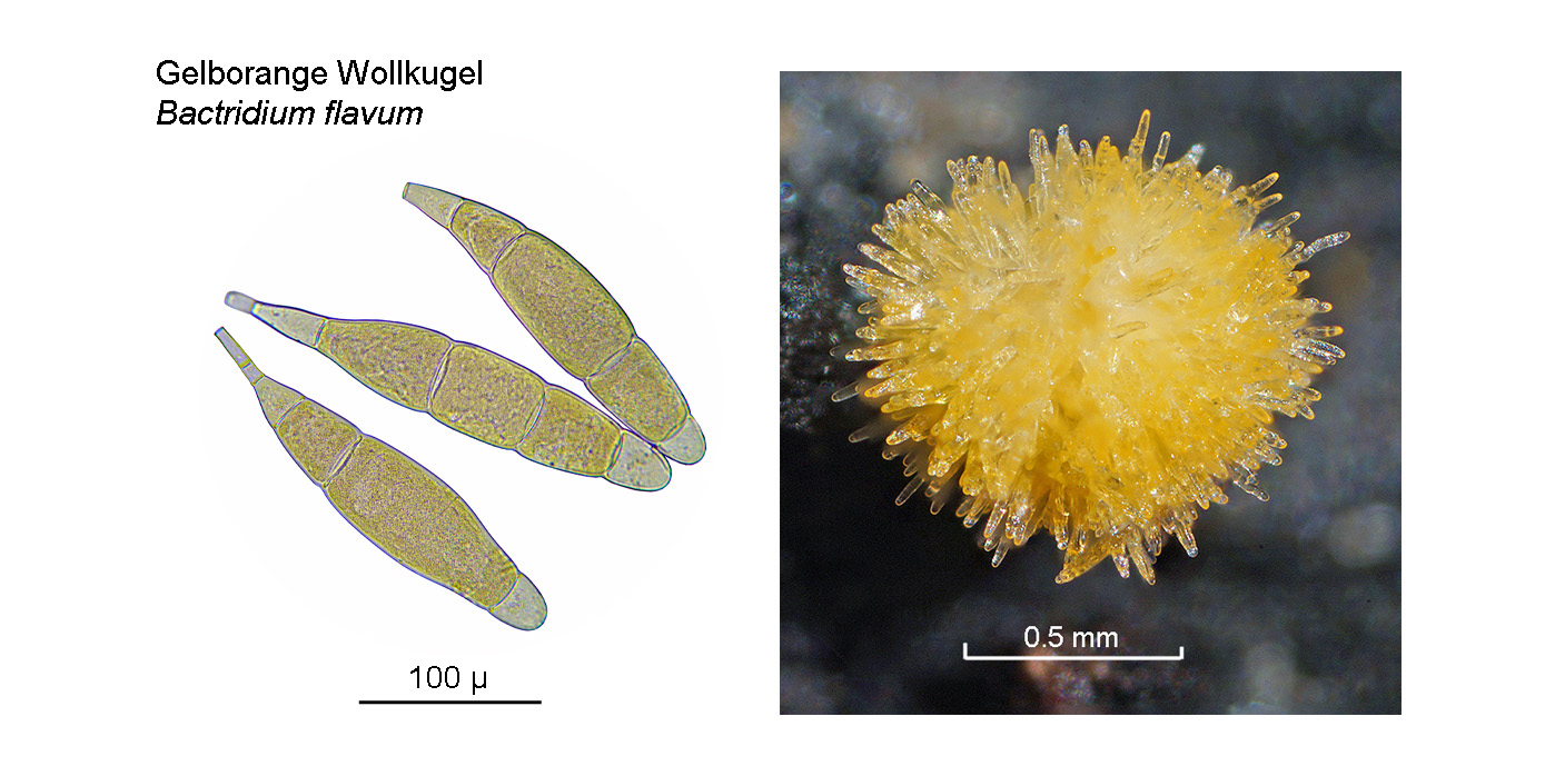 Bactridium flavum, Gelborange Wollkugel