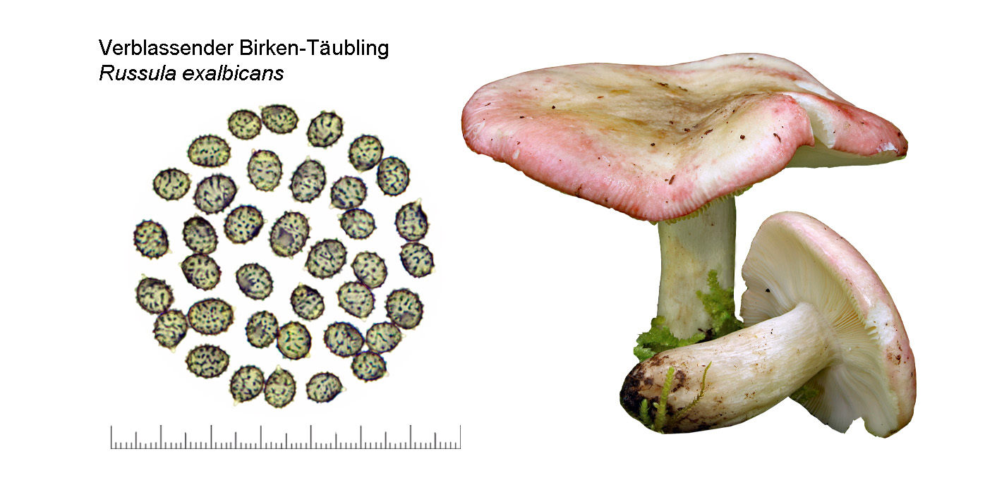 Russula exalbicans, Verblassender Birken-Tubling