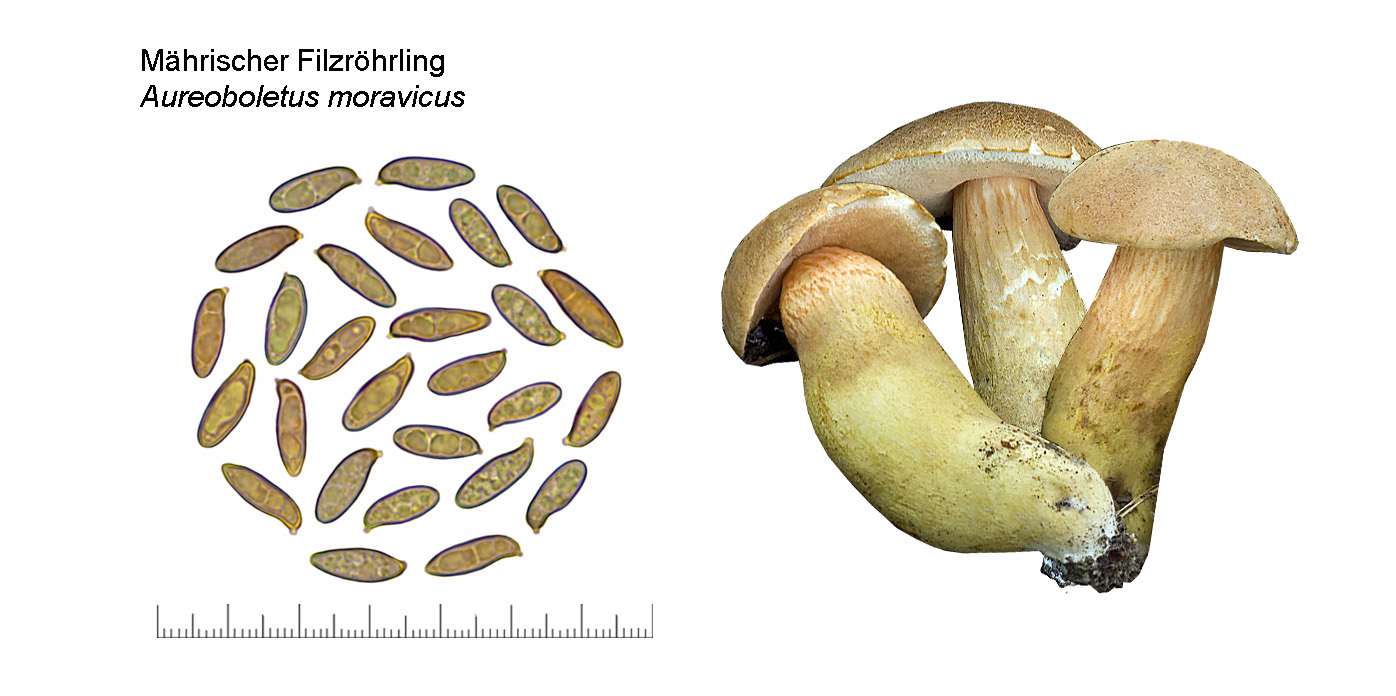 Aureoboletus moravicus, Mhrischer Filzrhrling