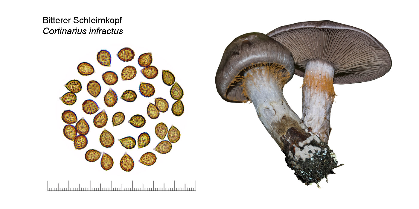 Cortinarius infractus, Bitterer Schleimkopf