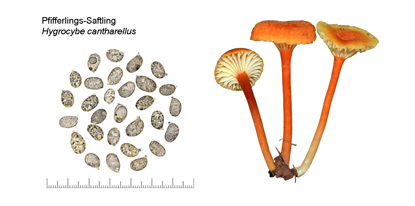 Hygrocybe cantharellus, Pfifferlings-Saftling