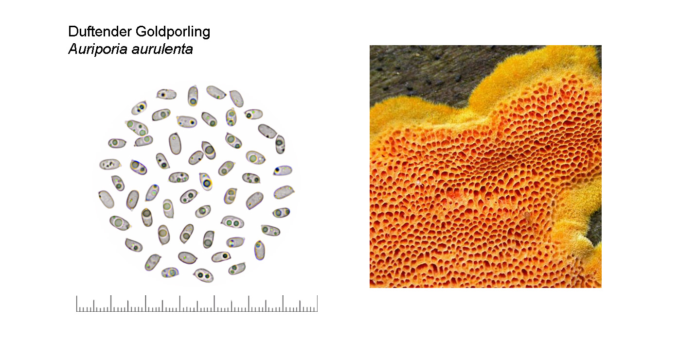 Auriporia aurulenta, Duftender Goldporling