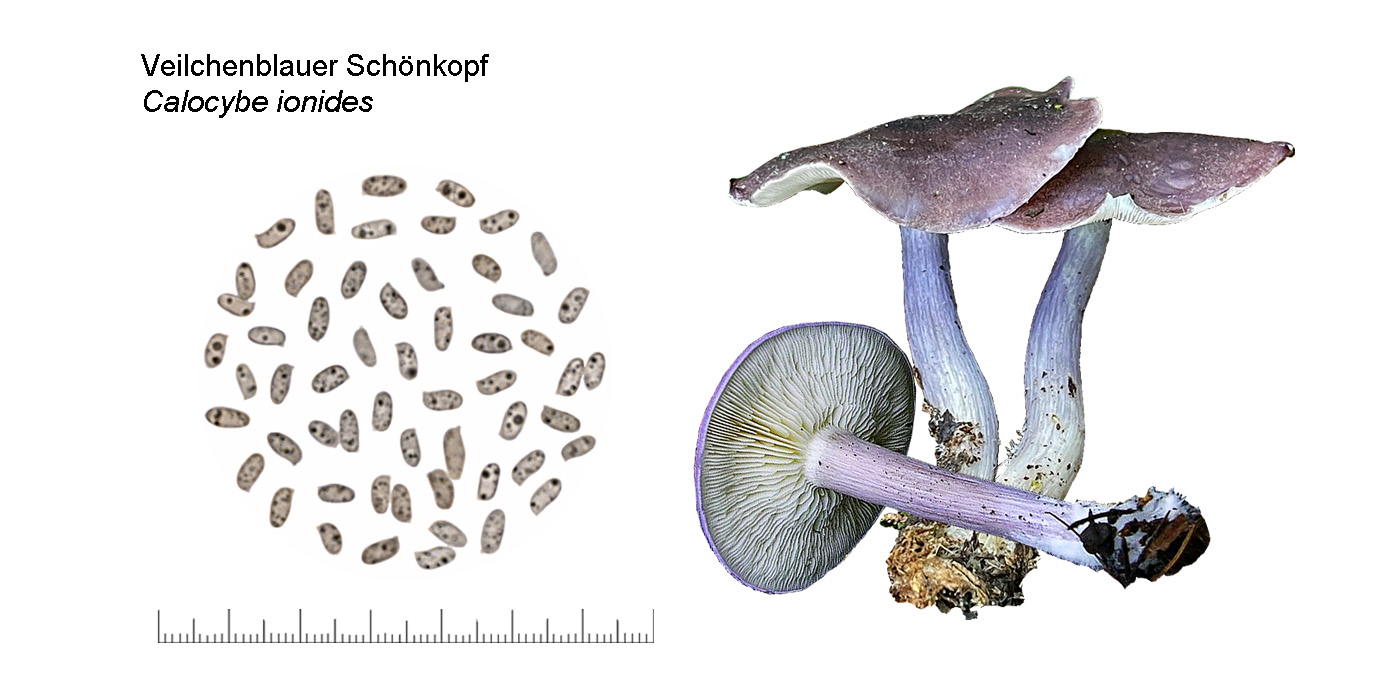 Calocybe ionides, Veilchenblauer Schnkopf