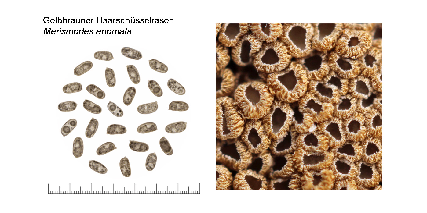 Merismodes anomala, Gelbbrauner Haarschsselrasen