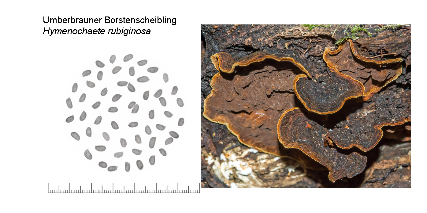 Hymenochaete rubiginosa, Umberbrauner Borstenscheibling