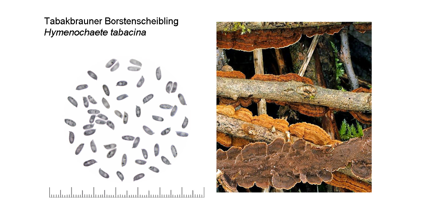 Hydnoporia tabacina, Tabakbrauner Borstenscheibling