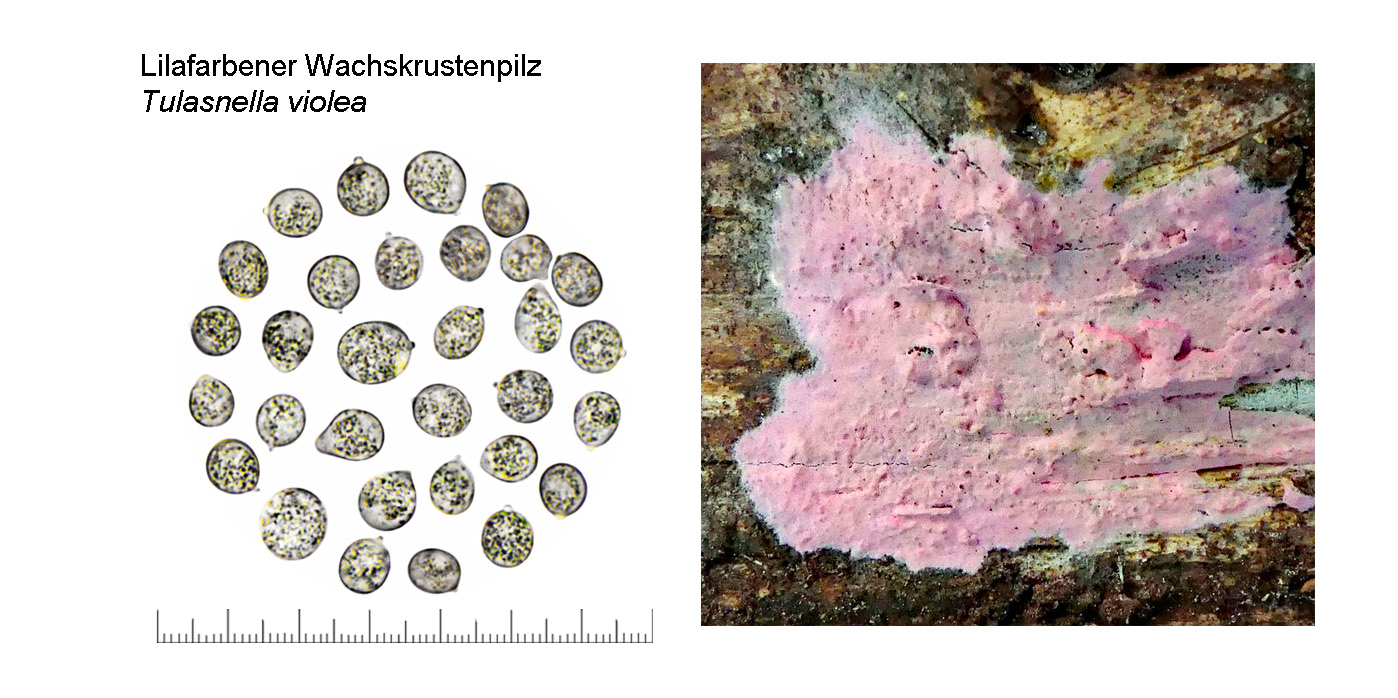 Tulasnella violea, Lilafarbener Wachskrustenpilz