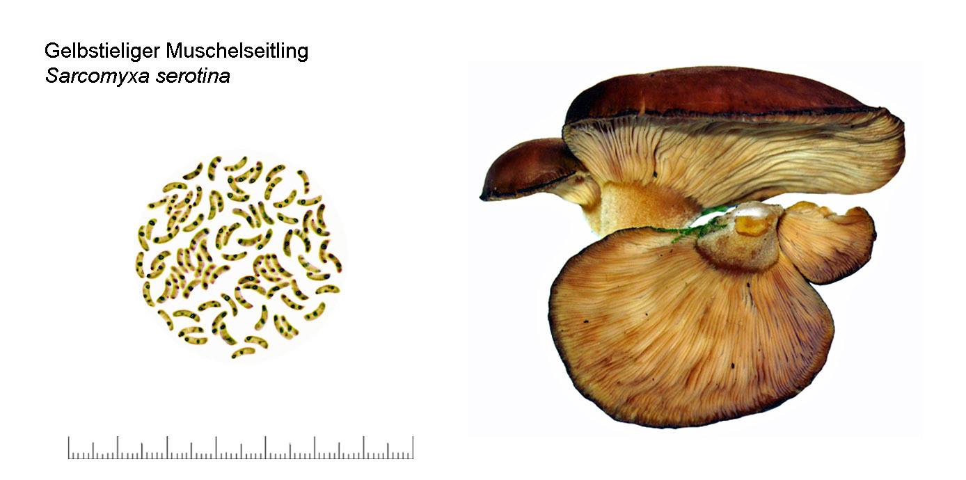 Sarcomyxa serotina, Gelbstieliger Muschelseitling