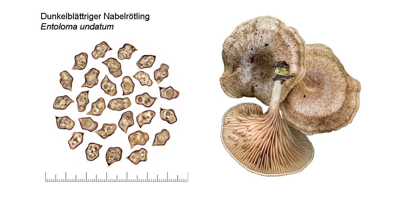 Entoloma undatum, Dunkelblttriger Nabelrtling