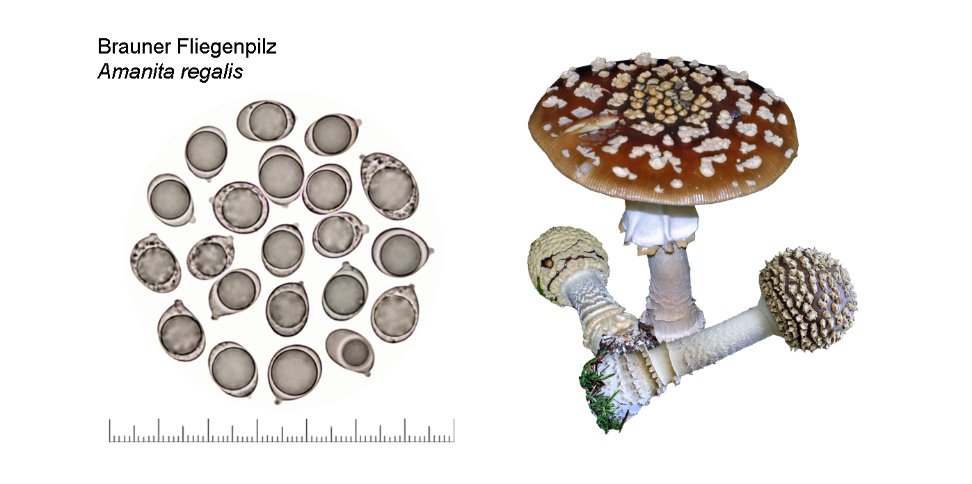 Amanita regalis, Amanita regalis