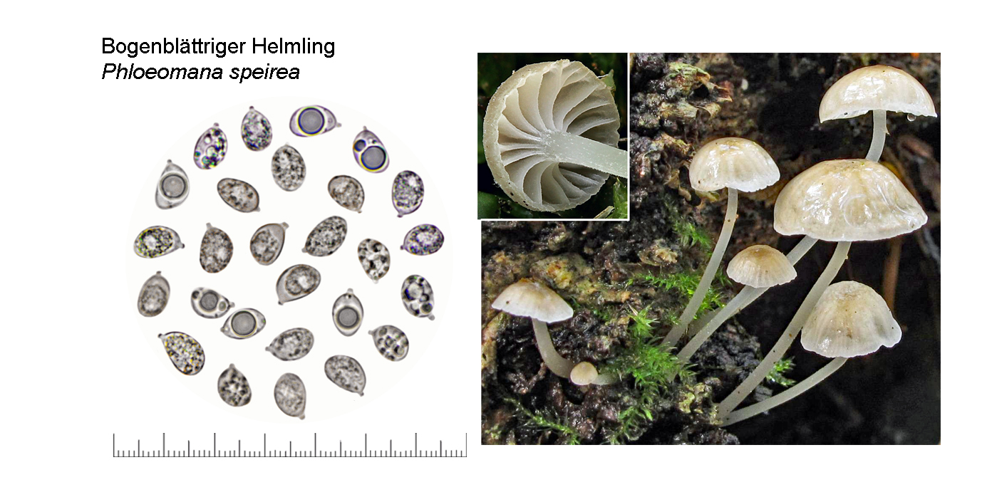 Phloeomana speirea, Bogenblttriger Helmling