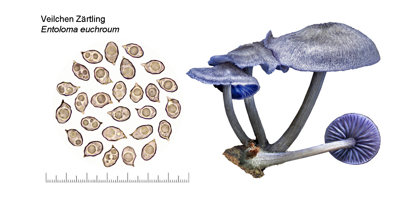 Entoloma euchroum, Veilchen Zrtling