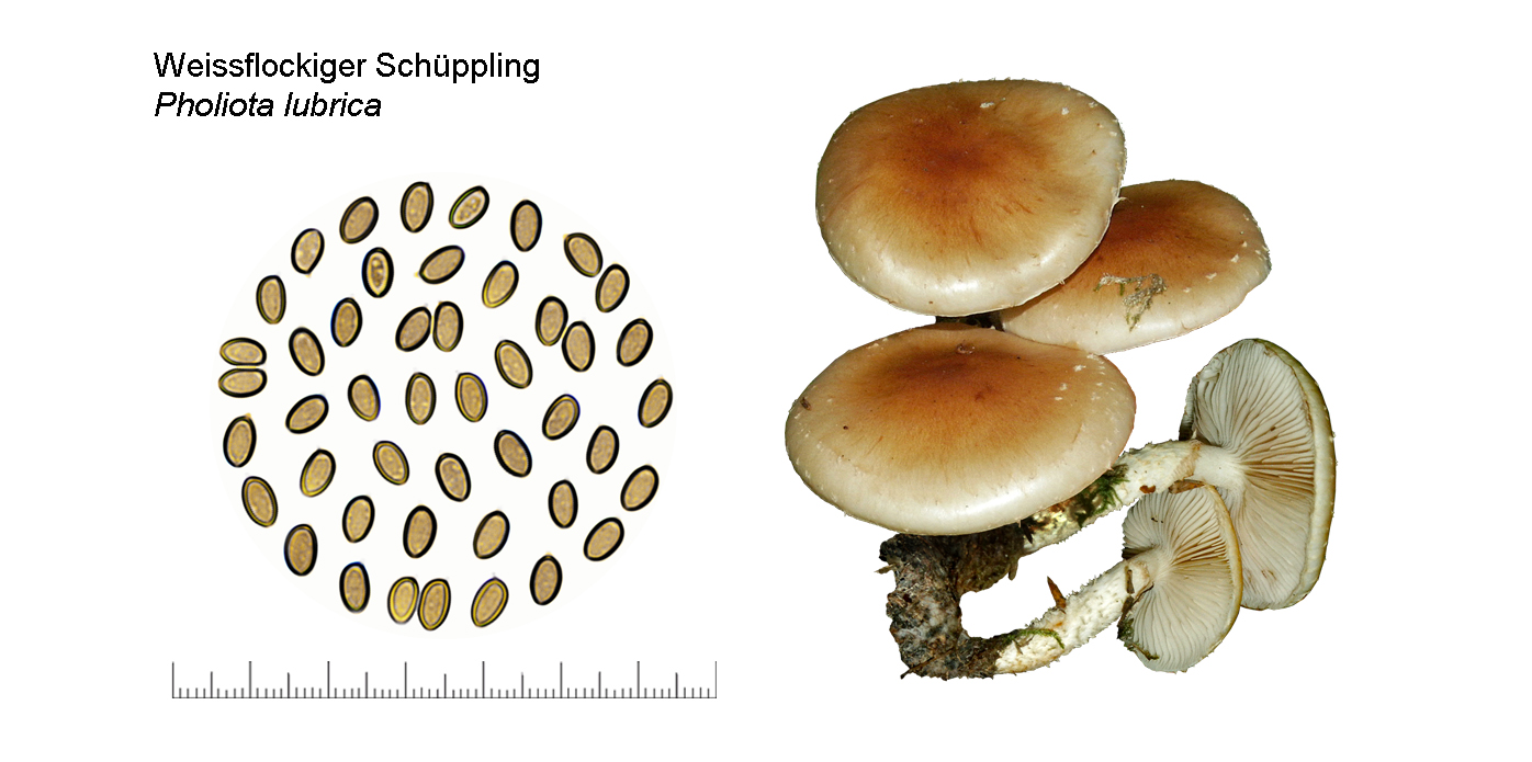 Pholiota lubrica, Weissflockiger Schppling