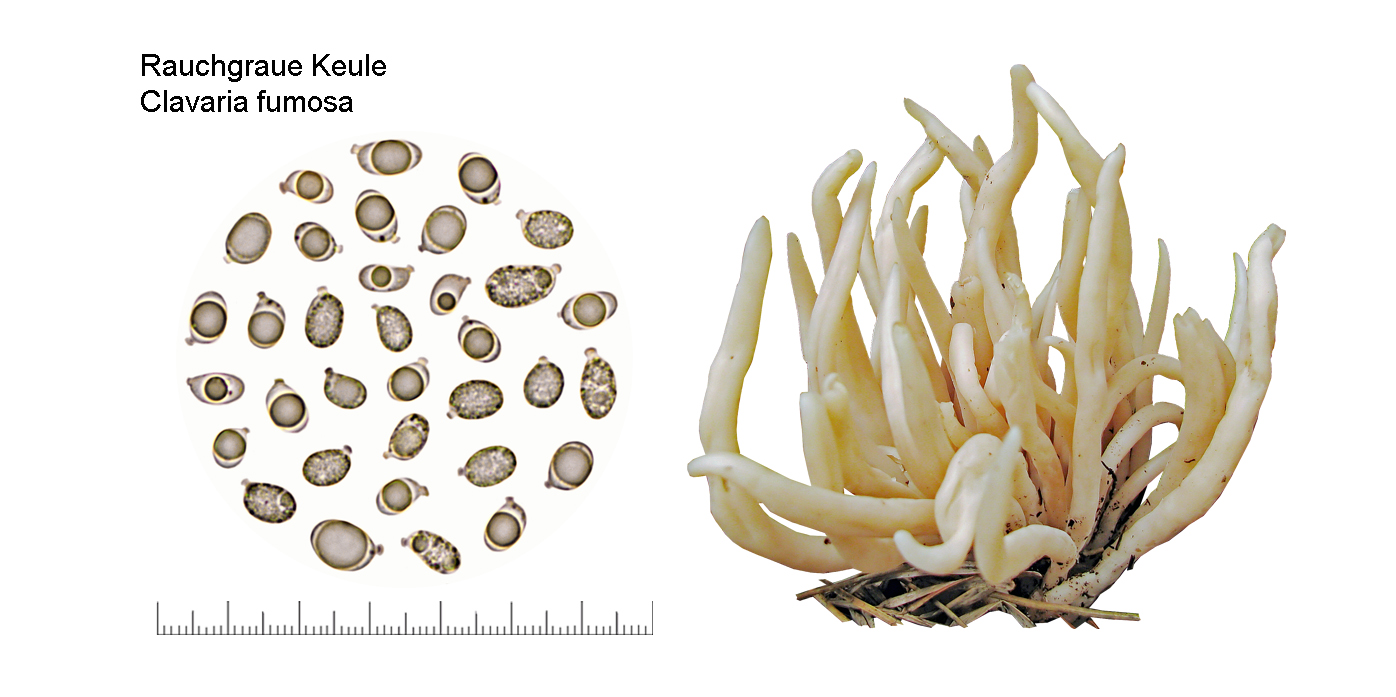 Clavaria fumosa, Rauchgraue Keule