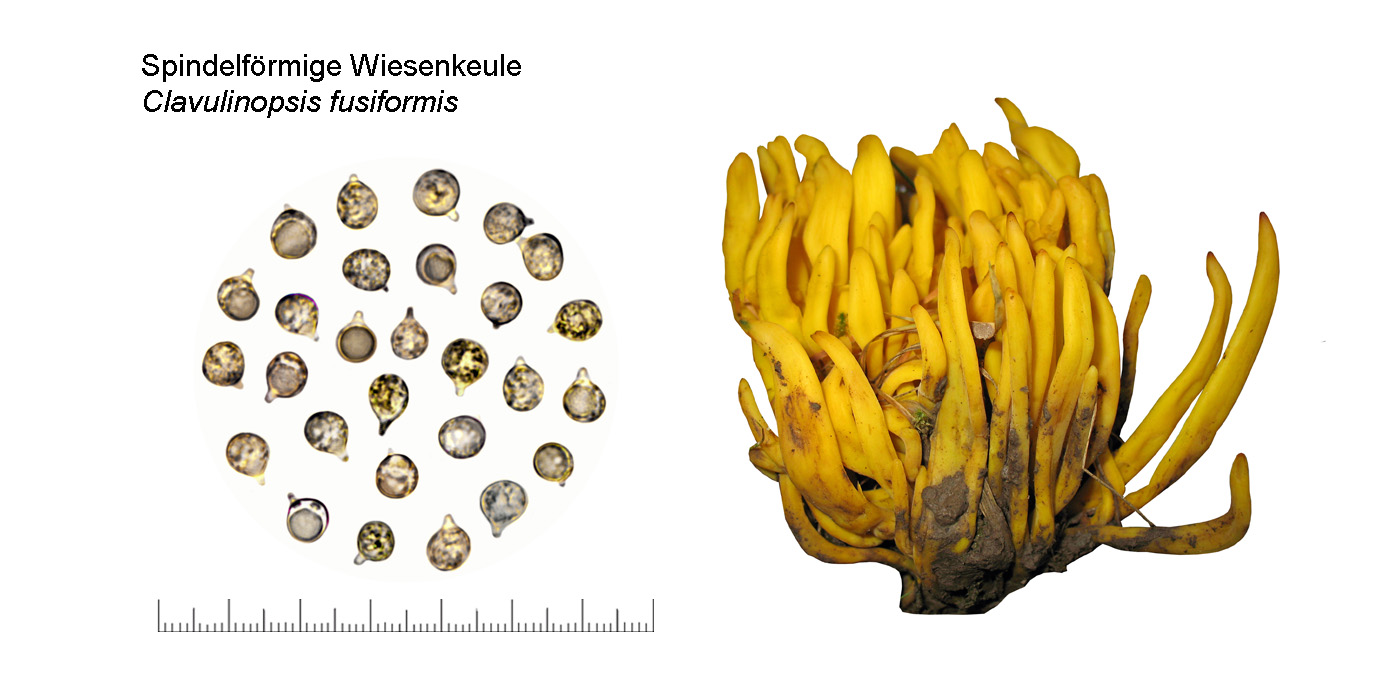 Clavulinopsis fusiformis , Spindelfrmige Wiesenkeule