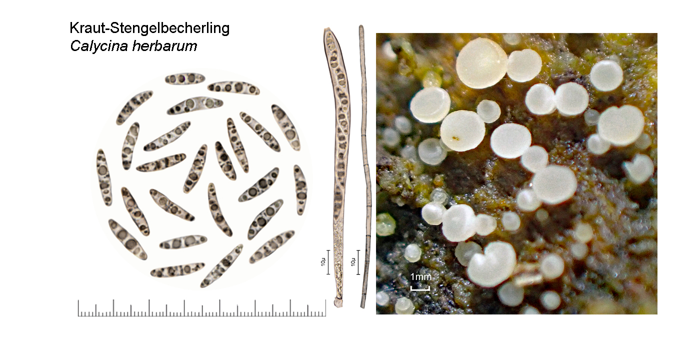 Calycina herbarum, Kraut-Stengelbecherling