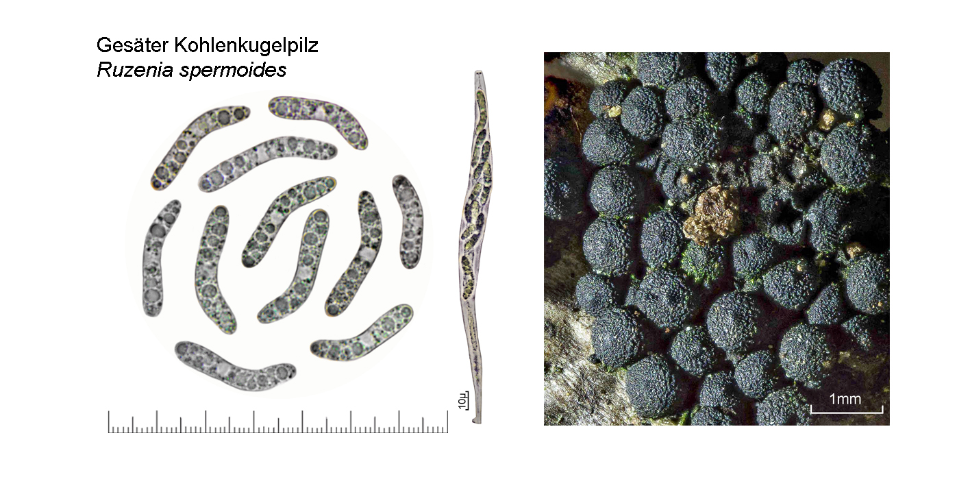 Ruzenia spermoides, Gester Kohlenkugelpilz