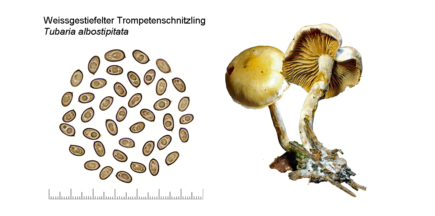 Tubaria trigonophylla, Weissgestiefelter Trompetenschnitzling