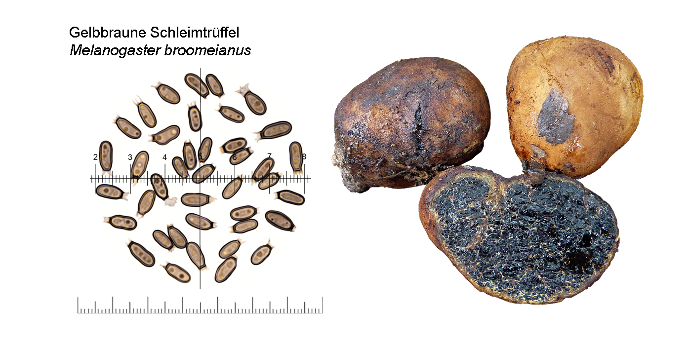 Melanogaster broomeanus, Gelbbraune Schleimtrffel