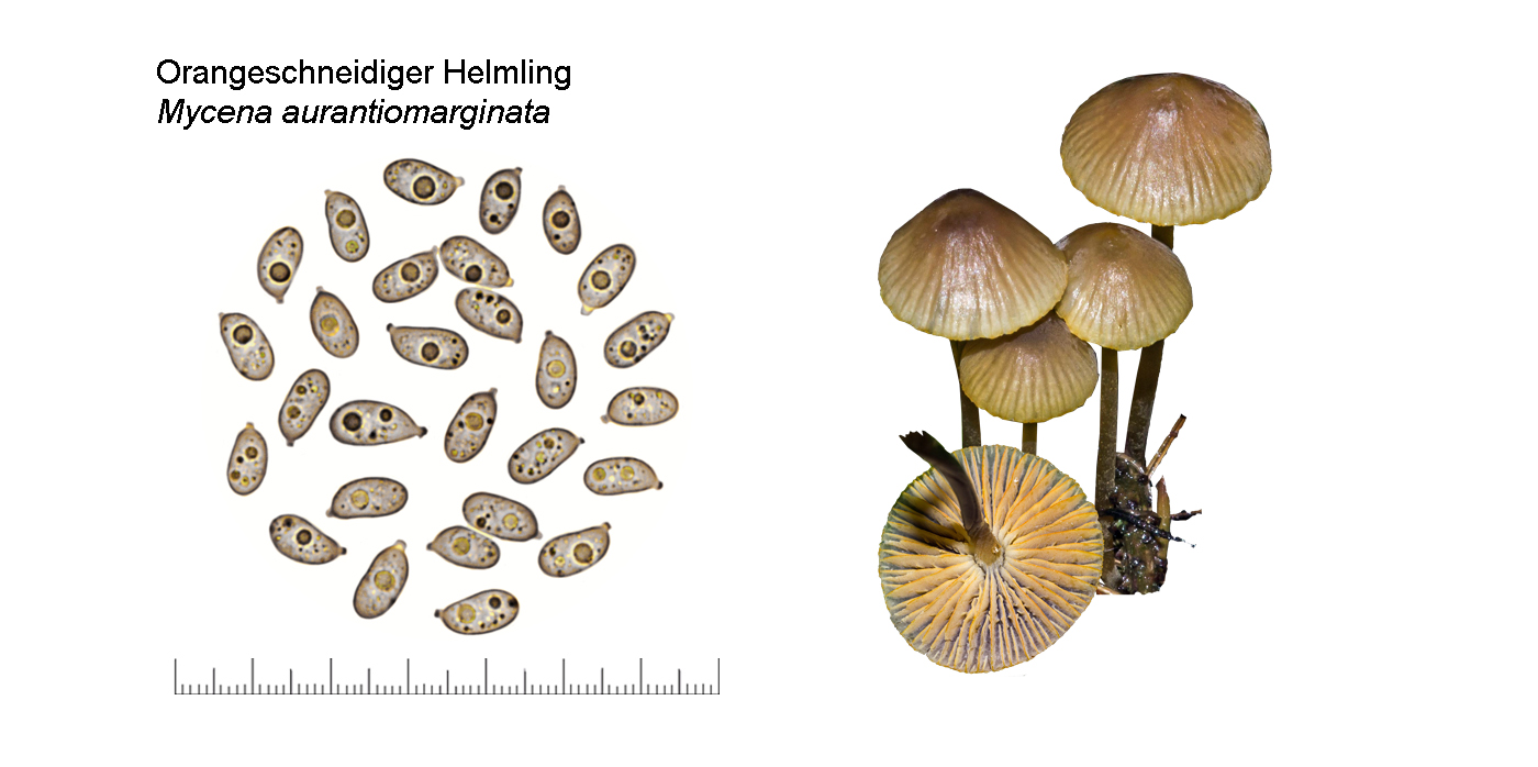 Mycena aurantiomarginata, Orangeschneidiger Helmling