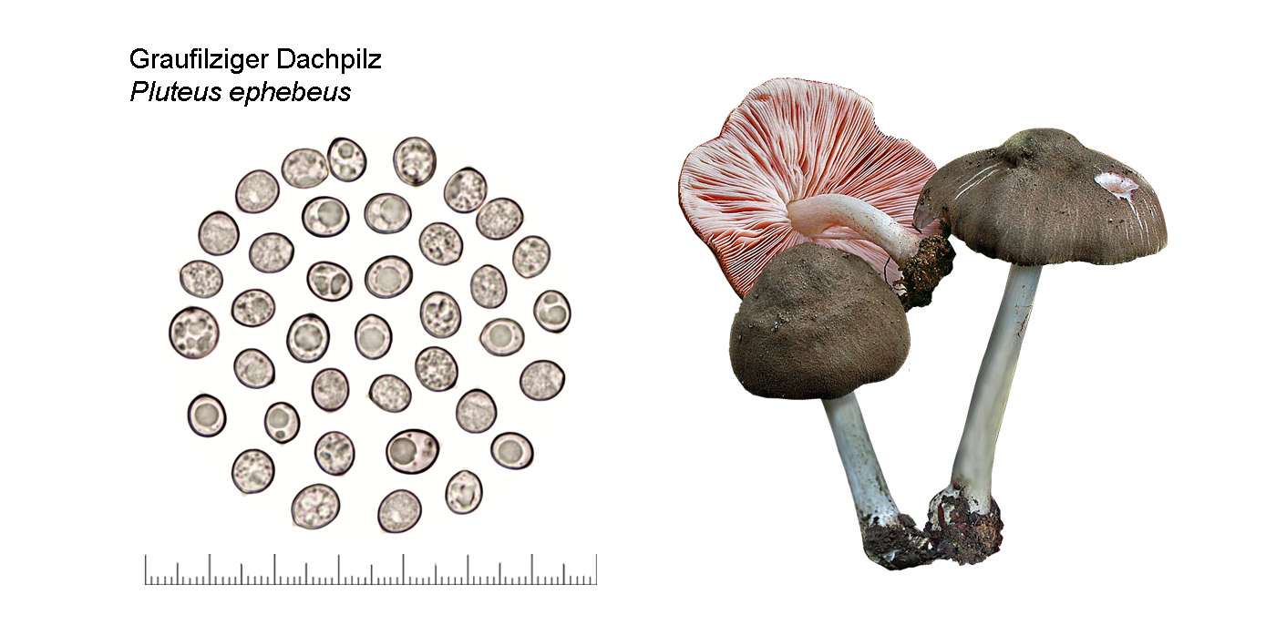 Pluteus ephebeus, Graufilziger Dachpilz