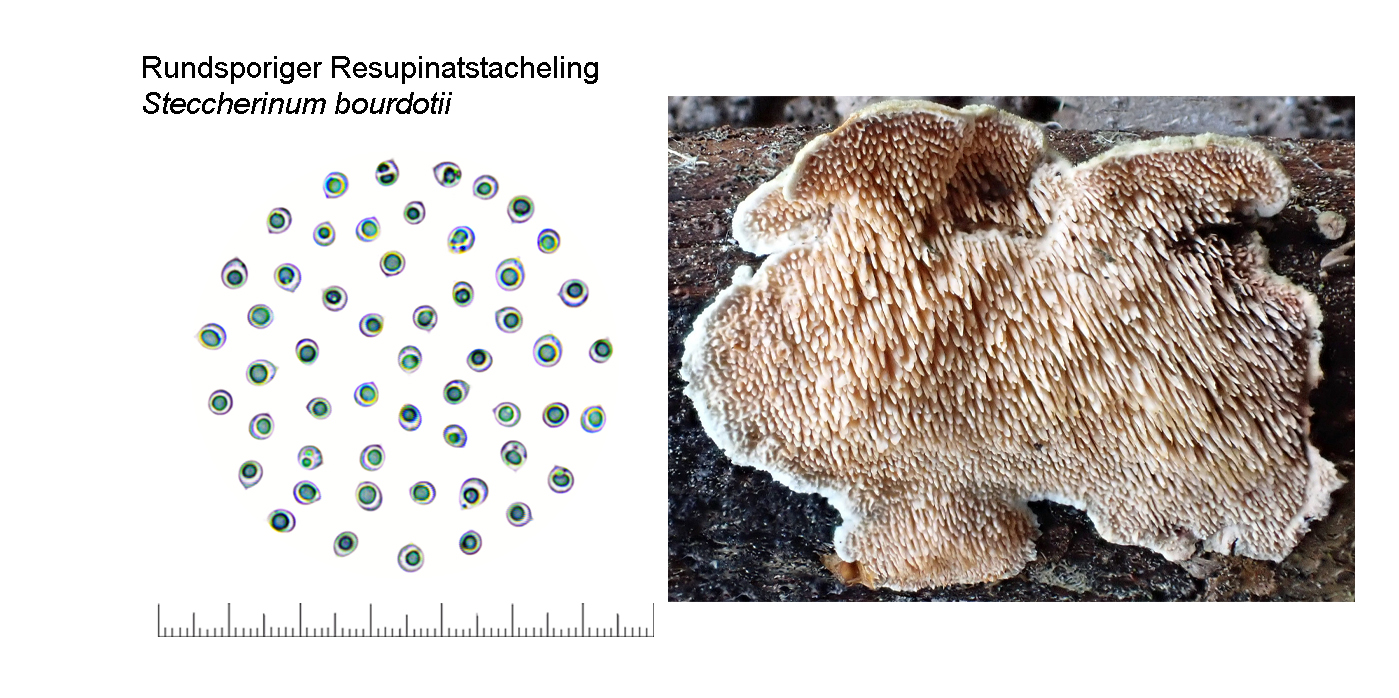 Steccherinum bourdotii, Rundsporiger Resupinatstacheling