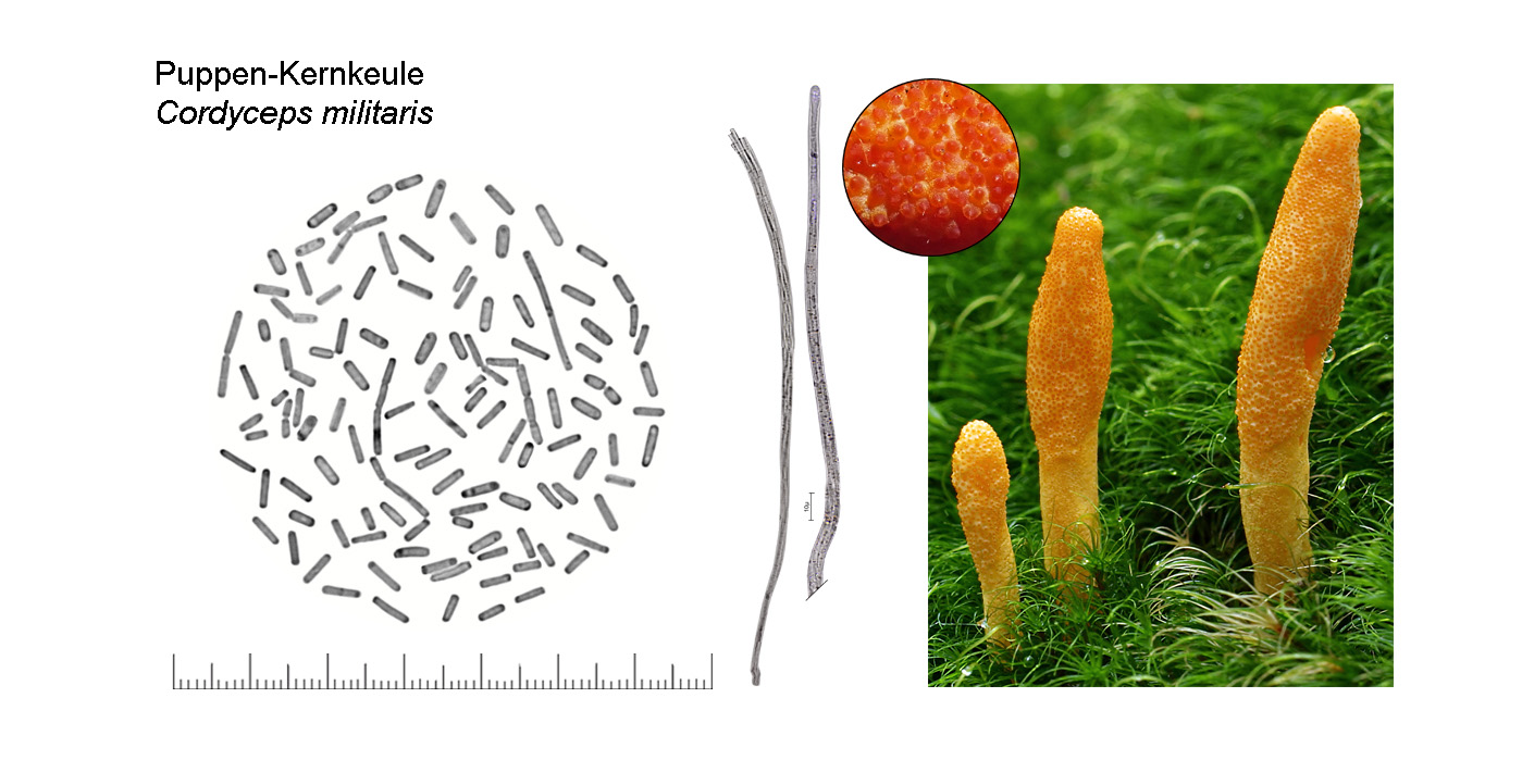 Cordyceps militaris, Puppen-Kernkeule